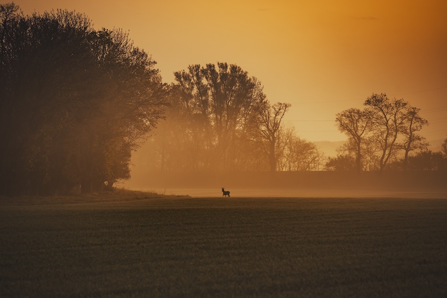 Deer at dawn