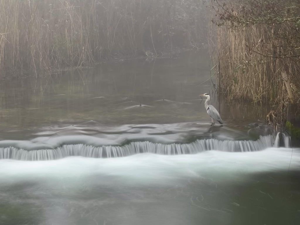 Heron on the walk to the spa