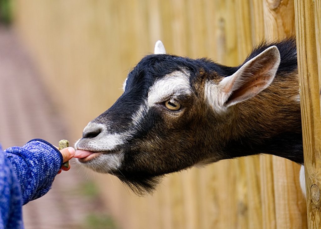 Petting Zoo and Farm