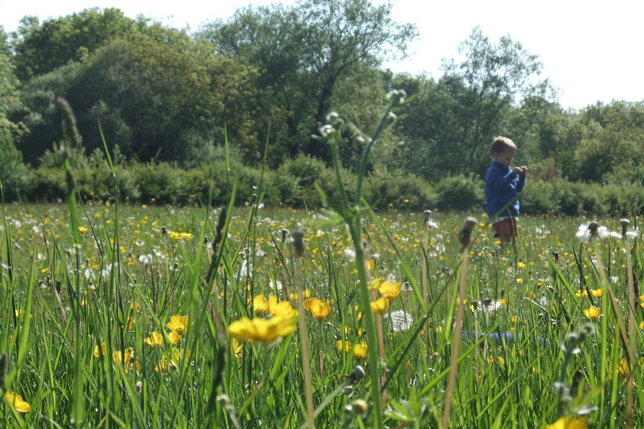 Summer Meadow Lower Mill Estate Cotswolds Wistful Flagham Fen Nature Wellbeing
